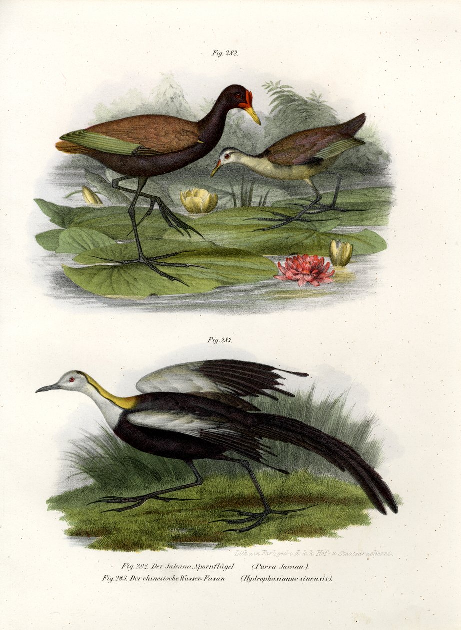 Watdled Jacana，1864 作者 德国学校