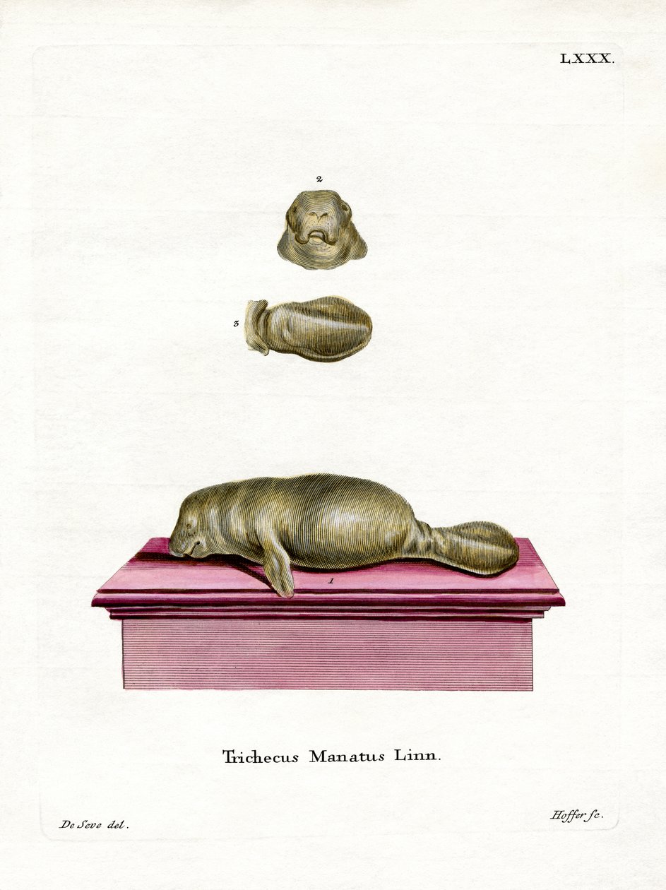 West Indian Manatee (coloured engraving) 作者 德国学校