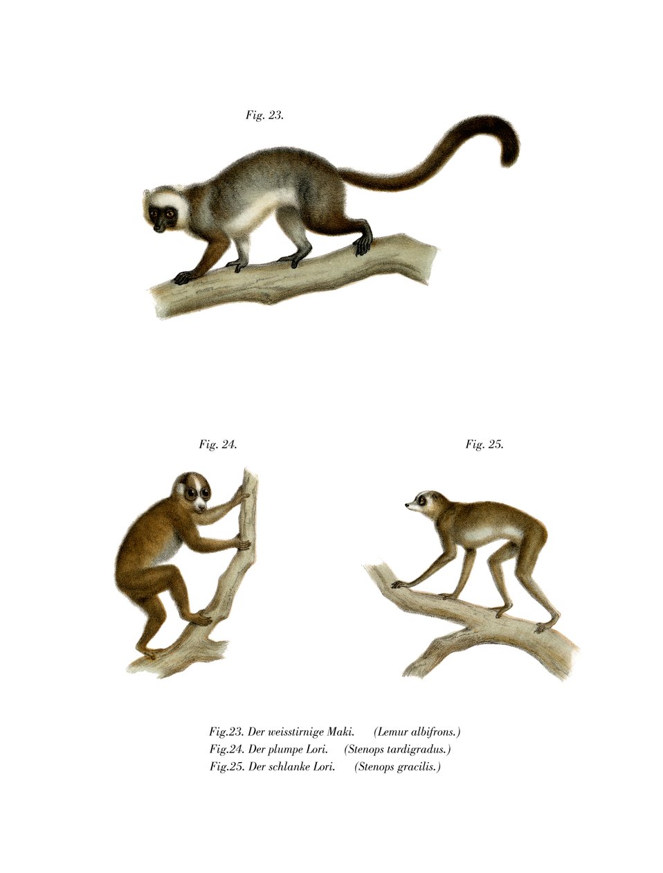 白头狐猴，1860年 作者 德国学校