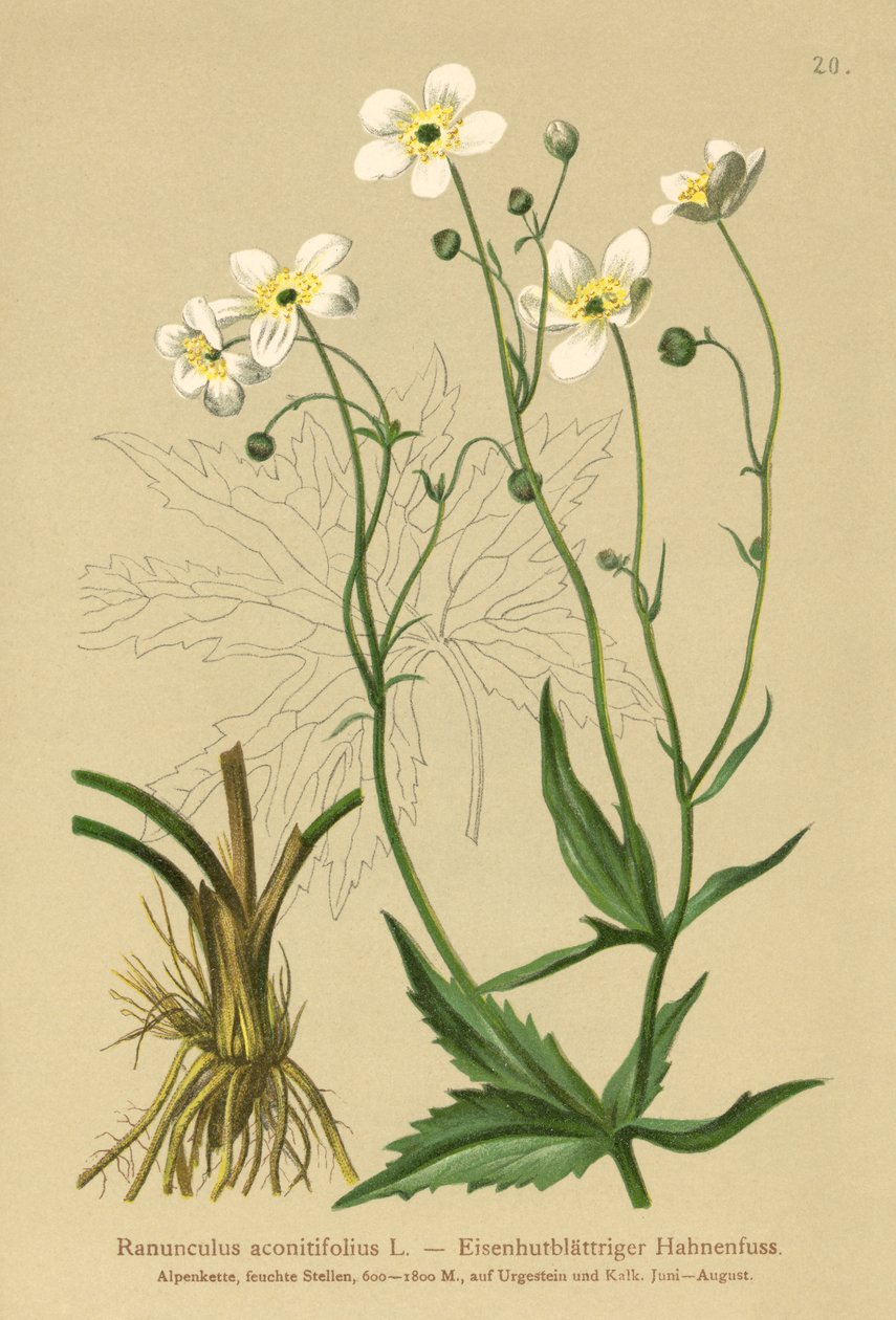 白色学士按钮（Ranunculus aconitifolius） 作者 德国学校