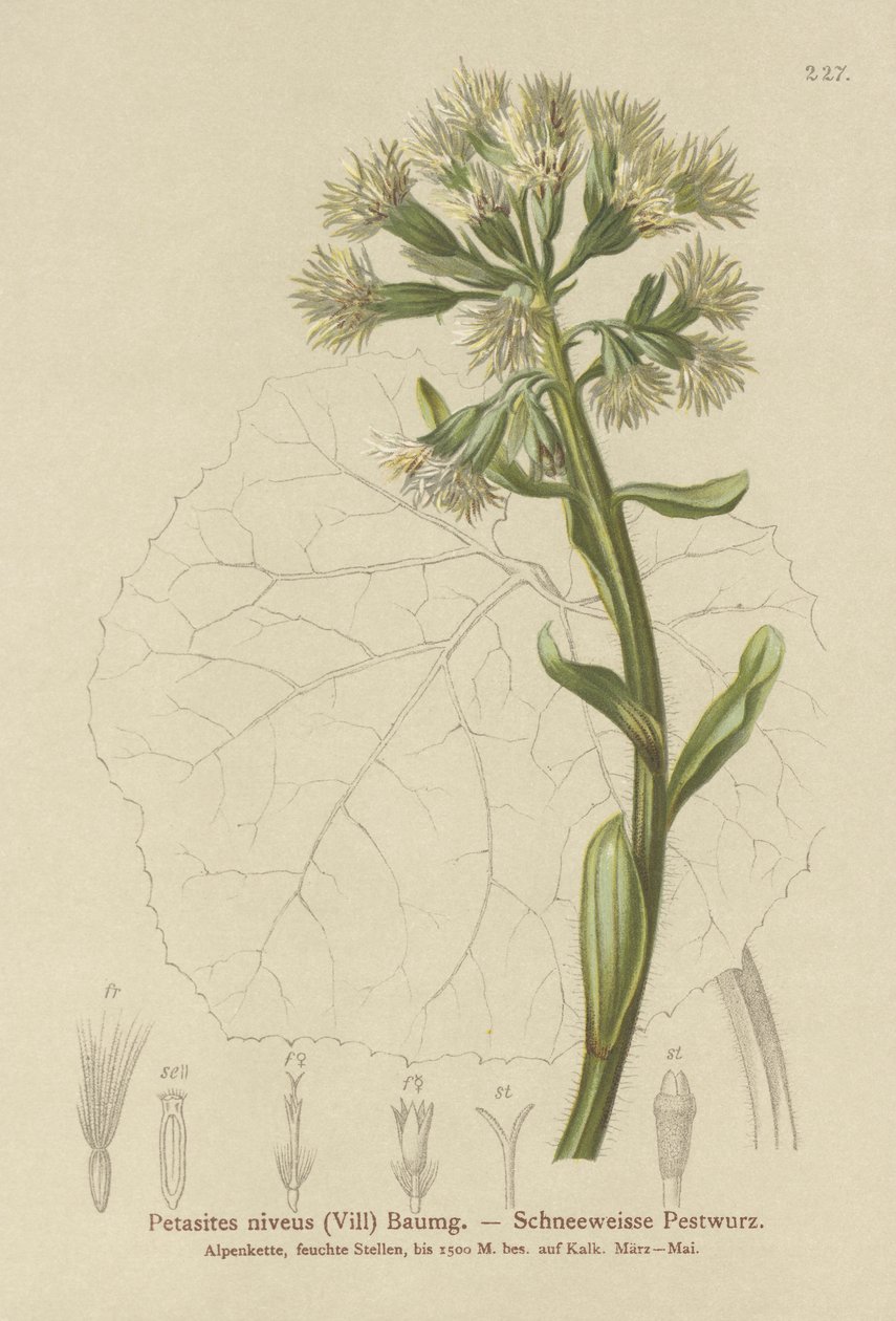 白色蜂斗菜（Petasites niveus，Petasites albus） 作者 德国学校