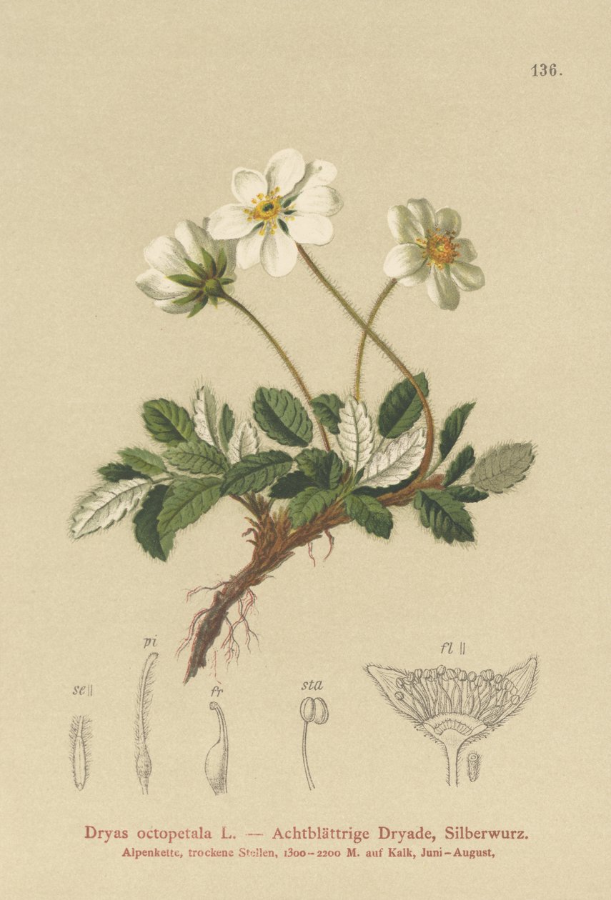 白色Dryas 作者 德国学校