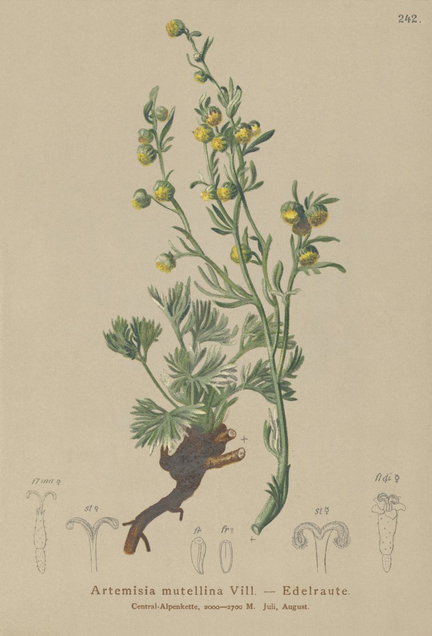 白色Genepi（Artemisia mutellina，Artemisia umbelliformis） 作者 德国学校