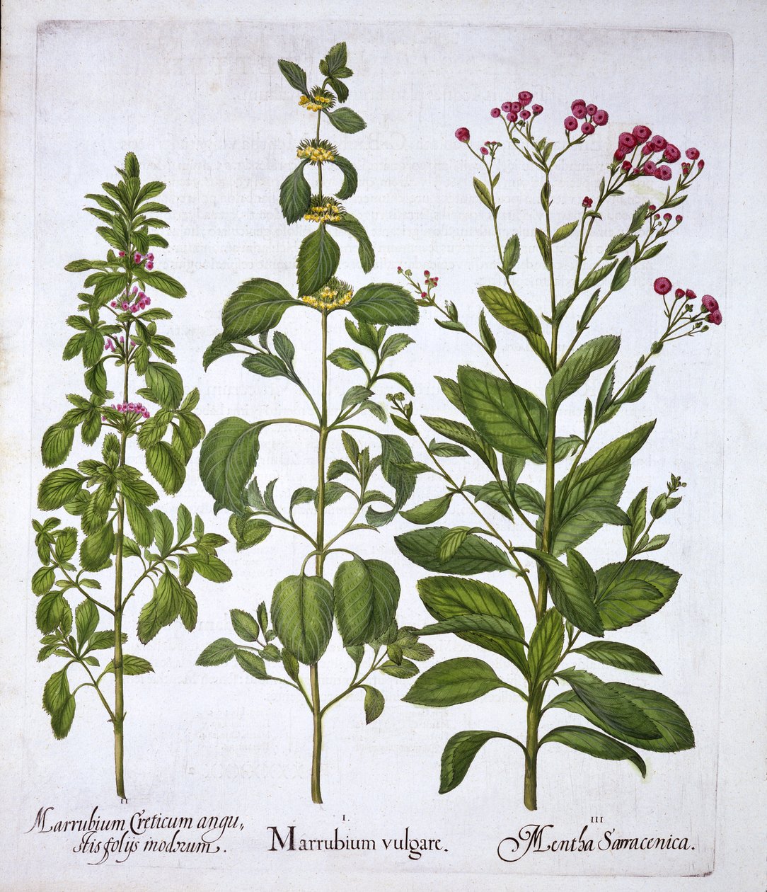 白色Horehound，Horehound和Mint，来自Hortus Eystettensis，由Basil Besler（1561-1629），酒吧。 1613（手工雕刻） 作者 德国学校