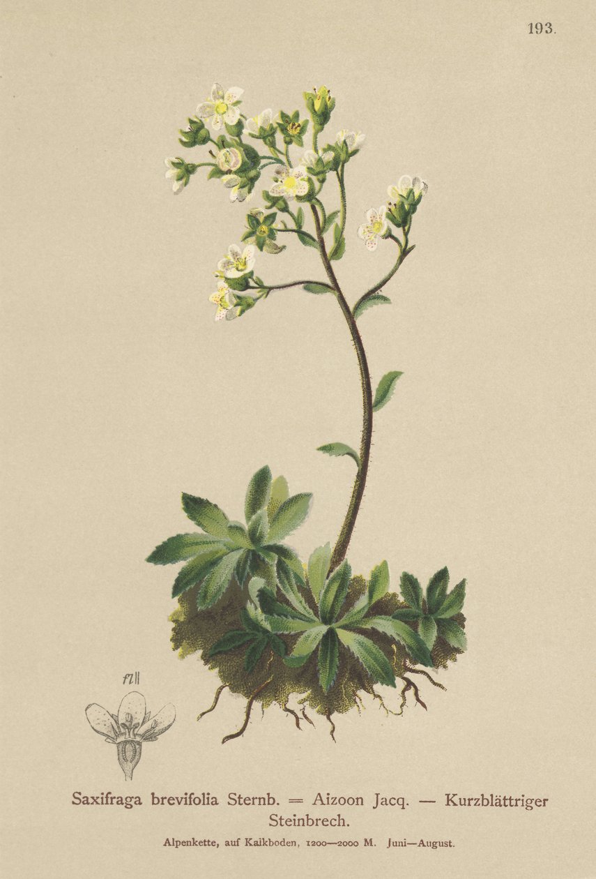 White Mountain Saxifrage（Saxifraga brevifolia，Saxifraga Aizoon） 作者 德国学校