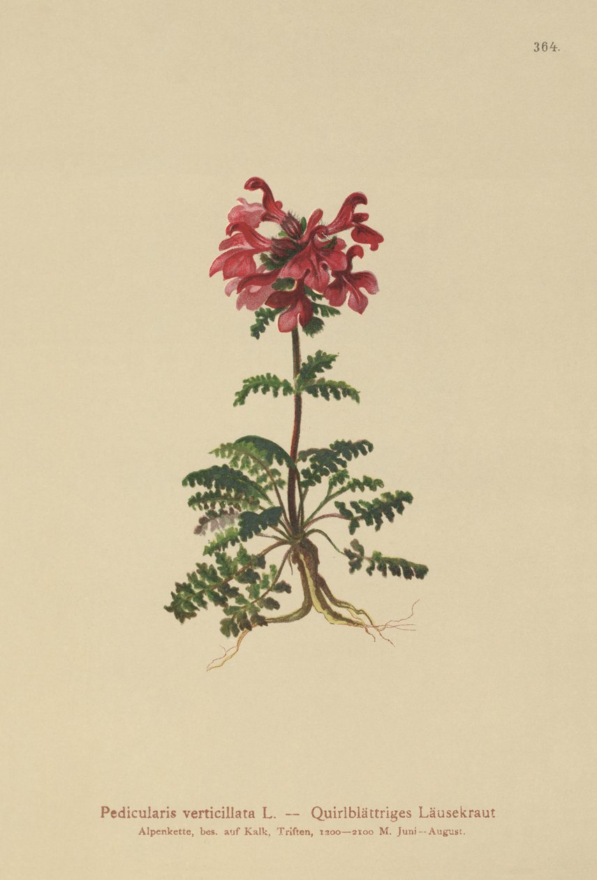 轮生的Lousewort（Pedicularis verticillata） 作者 德国学校