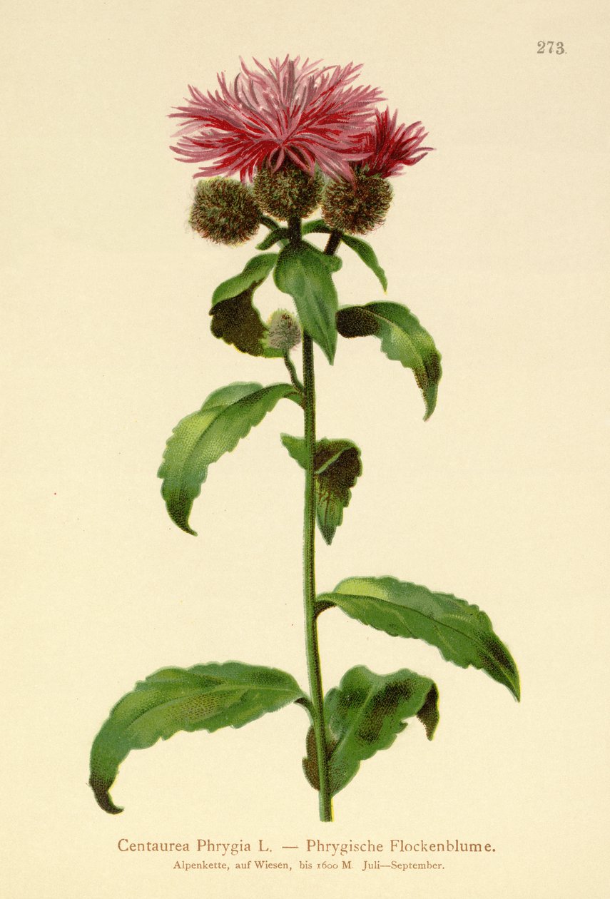 假发Knapweed（Centaurea Phrygia） 作者 德国学校
