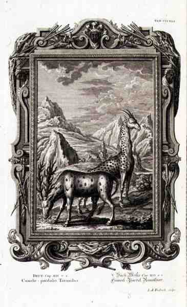 野生动物，选自 "Physica Sacra"，由Jacob Andreas Fridrich（1684-1751）在奥格斯堡刻制。 作者 德国学校