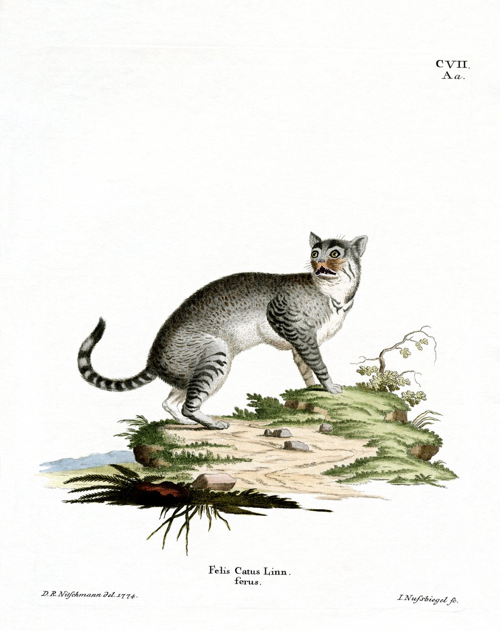 野猫（彩色雕刻 作者 德国学校