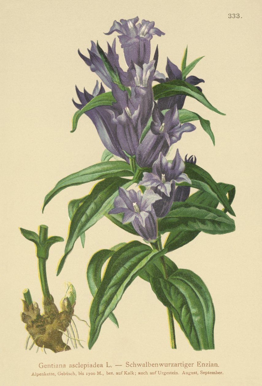 杨柳（Gentiana asclepiadea） 作者 德国学校