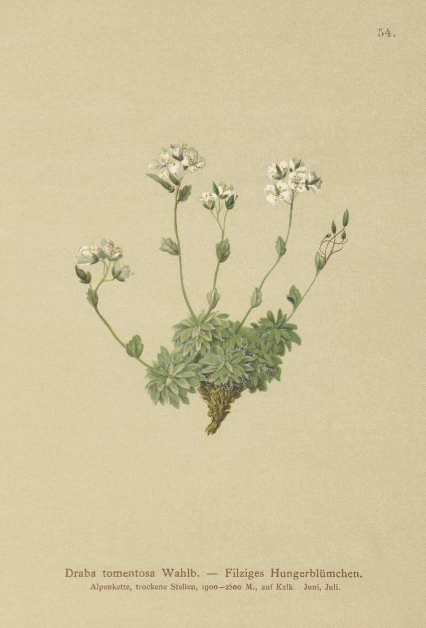 Wolley Whitlow草（Draba tomentosa） 作者 德国学校