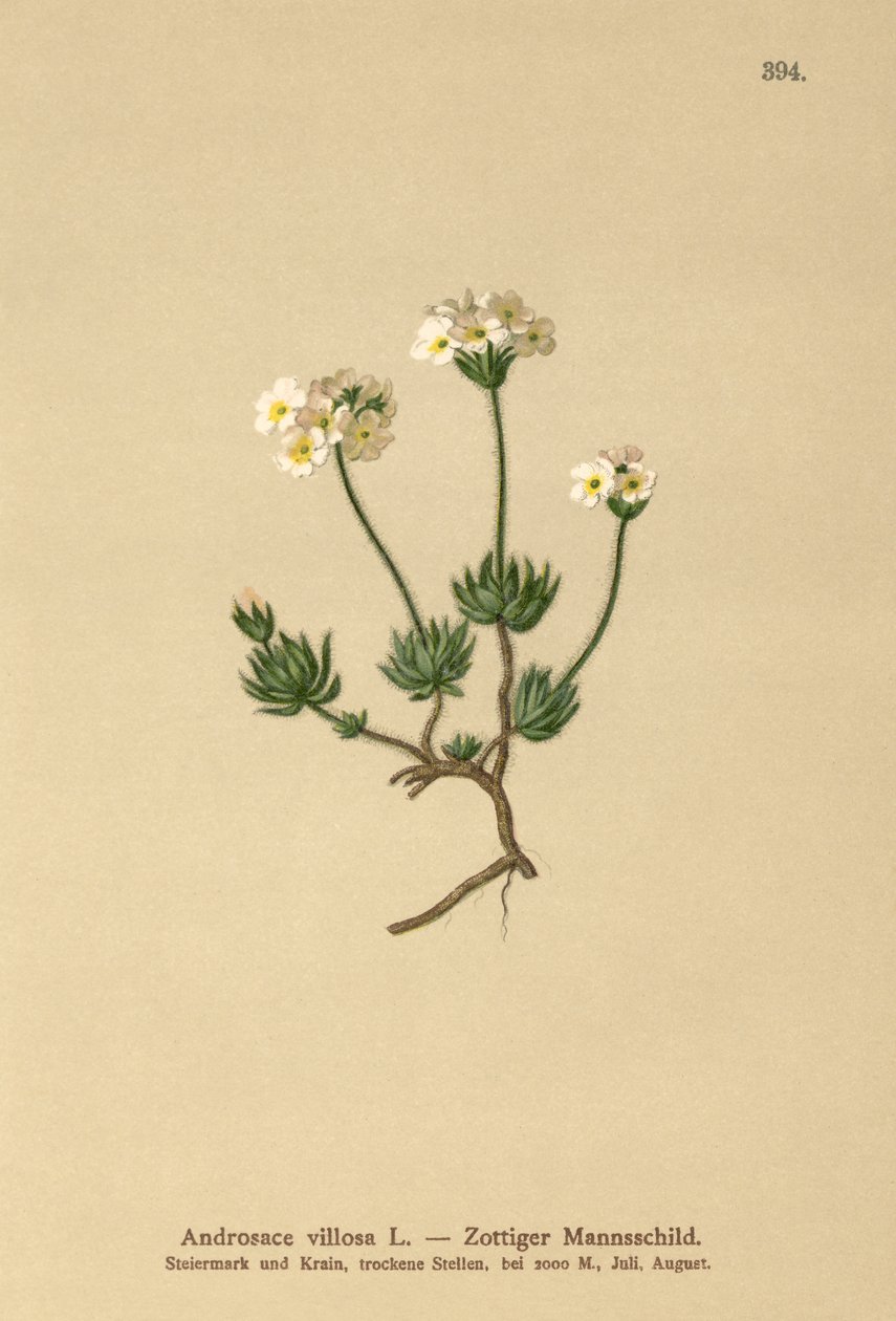 Wolly Rock Jasmine（Androsace villosa） 作者 德国学校