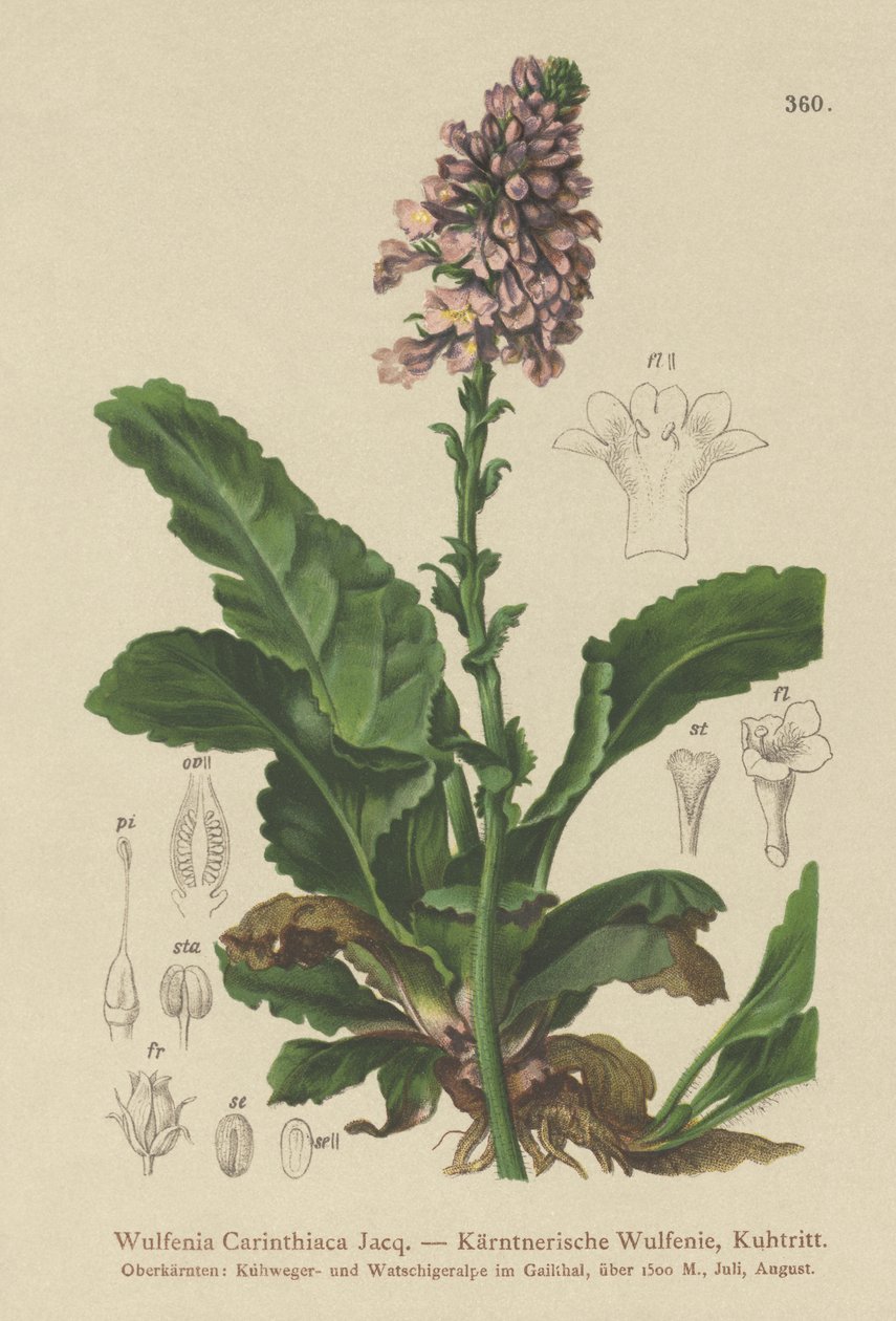 Wulfenia（Wulfenia Carinthiaca） 作者 德国学校