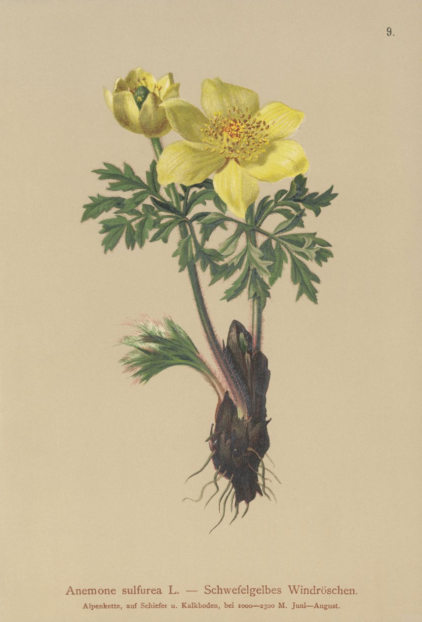 黄色银莲花（银莲花属硫化物，银莲花属，白头翁（Pulsatilla alpina）） 作者 德国学校