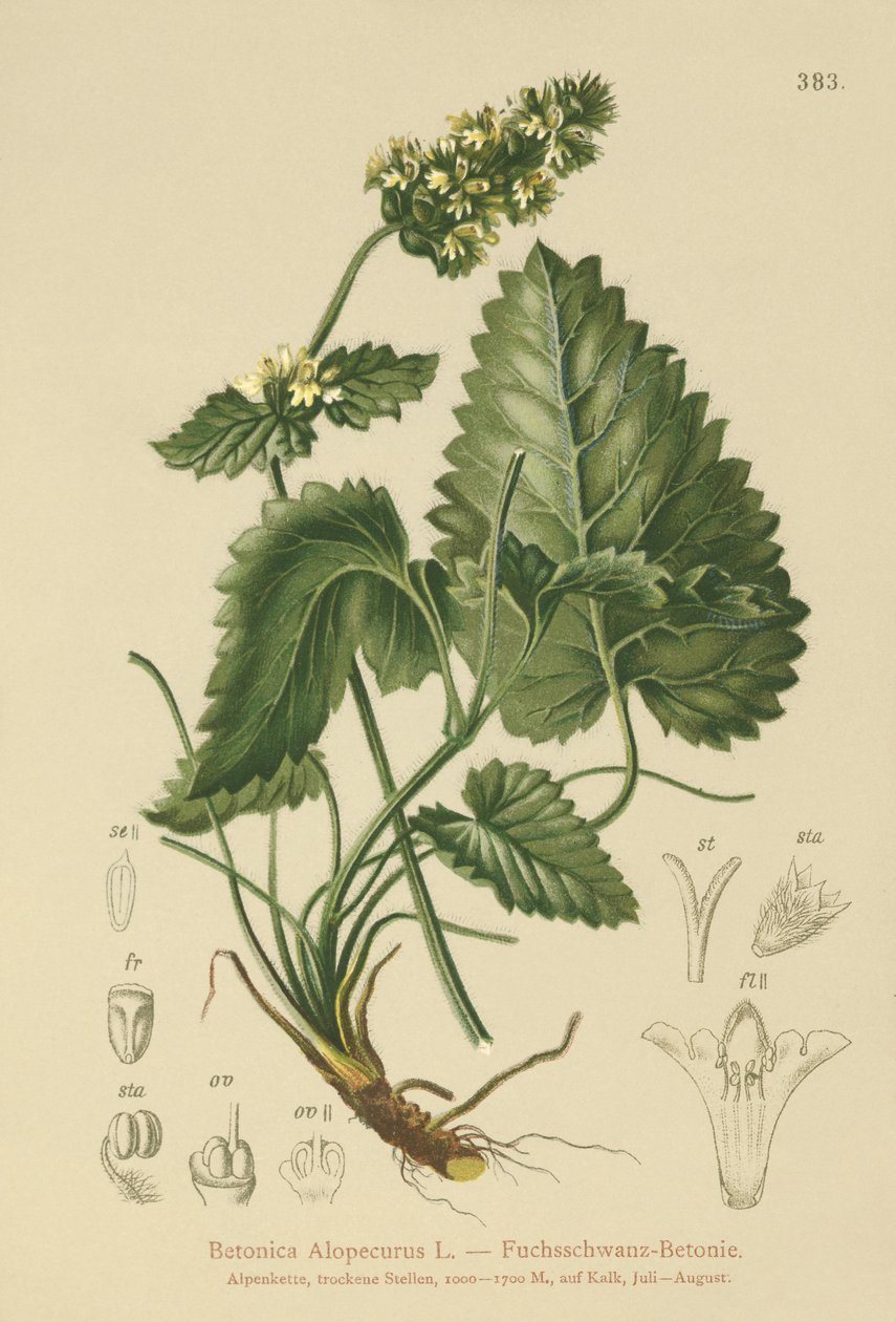 黄色Betony（Betonica Alopecurus，Stachys alopecuros） 作者 德国学校