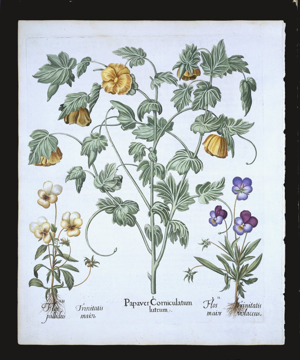 黄色角罂粟，来自罗勒贝斯勒（1561-1629）的Hortus Eystettensis，酒吧。 1613（手工彩色雕刻） 作者 德国学校