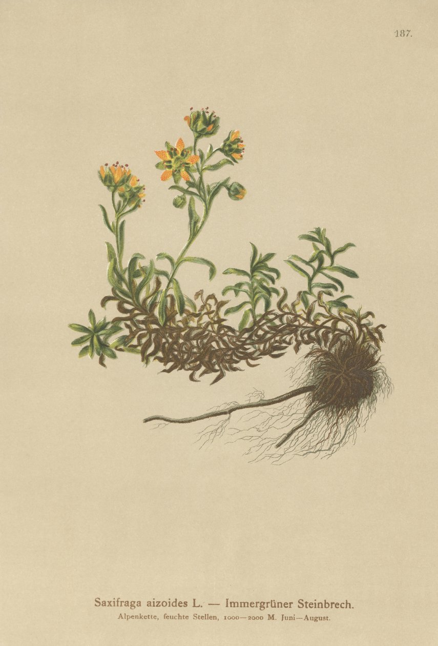 黄山虎耳草（Saxifraga aizoides） 作者 德国学校