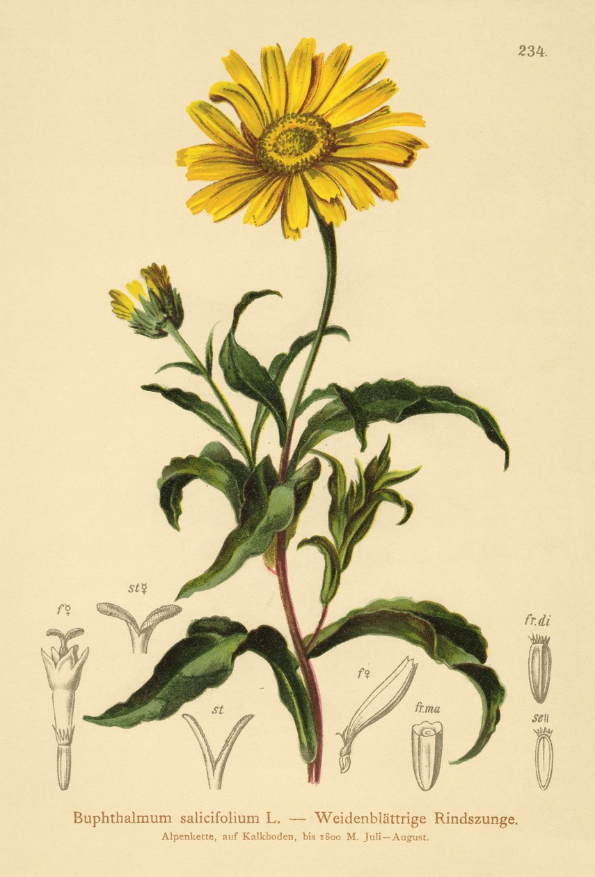 黄牛眼（Buphthalmum salicifolium） 作者 德国学校
