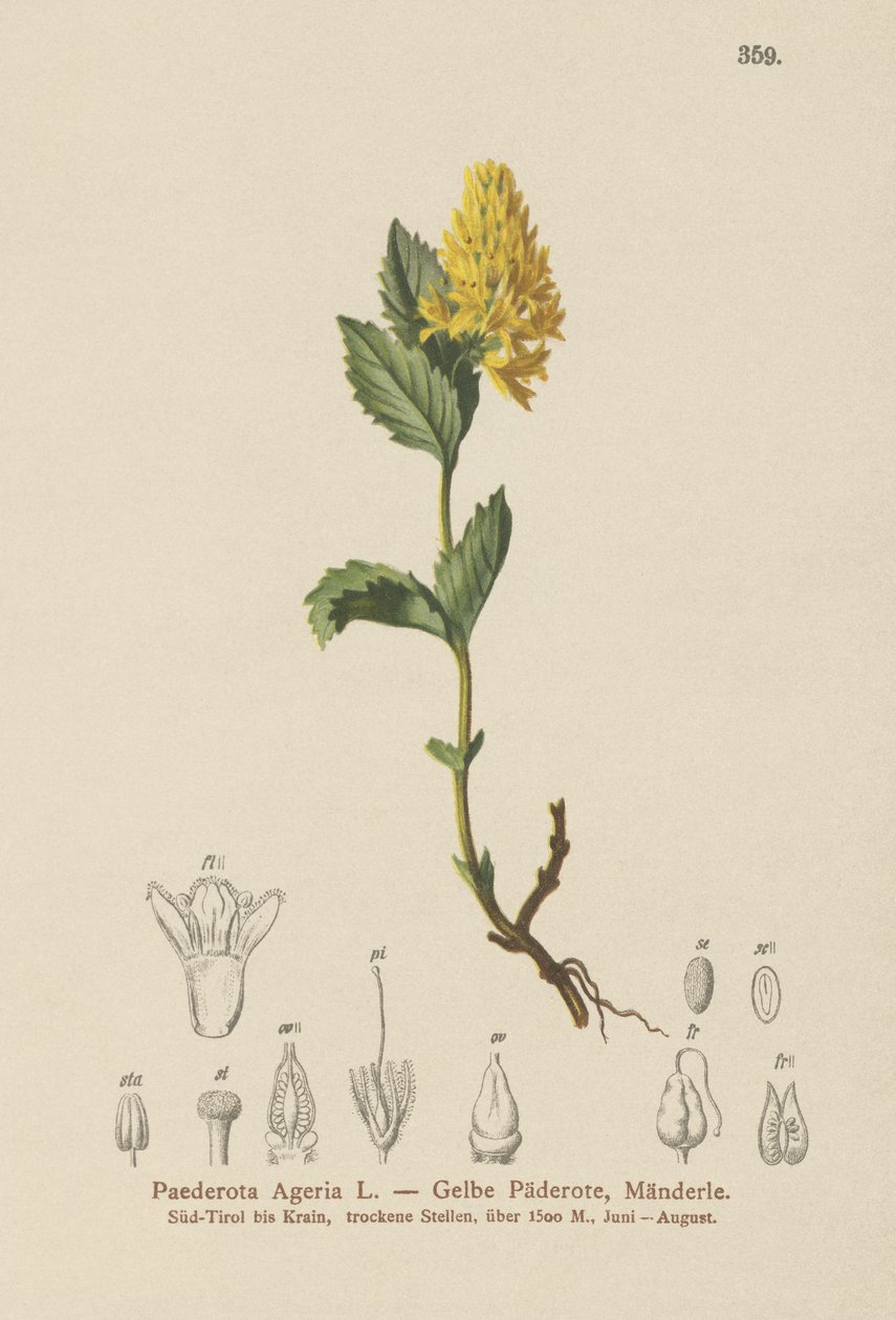 黄色Paederota（Paederota Ageria，Paederota lutea） 作者 德国学校