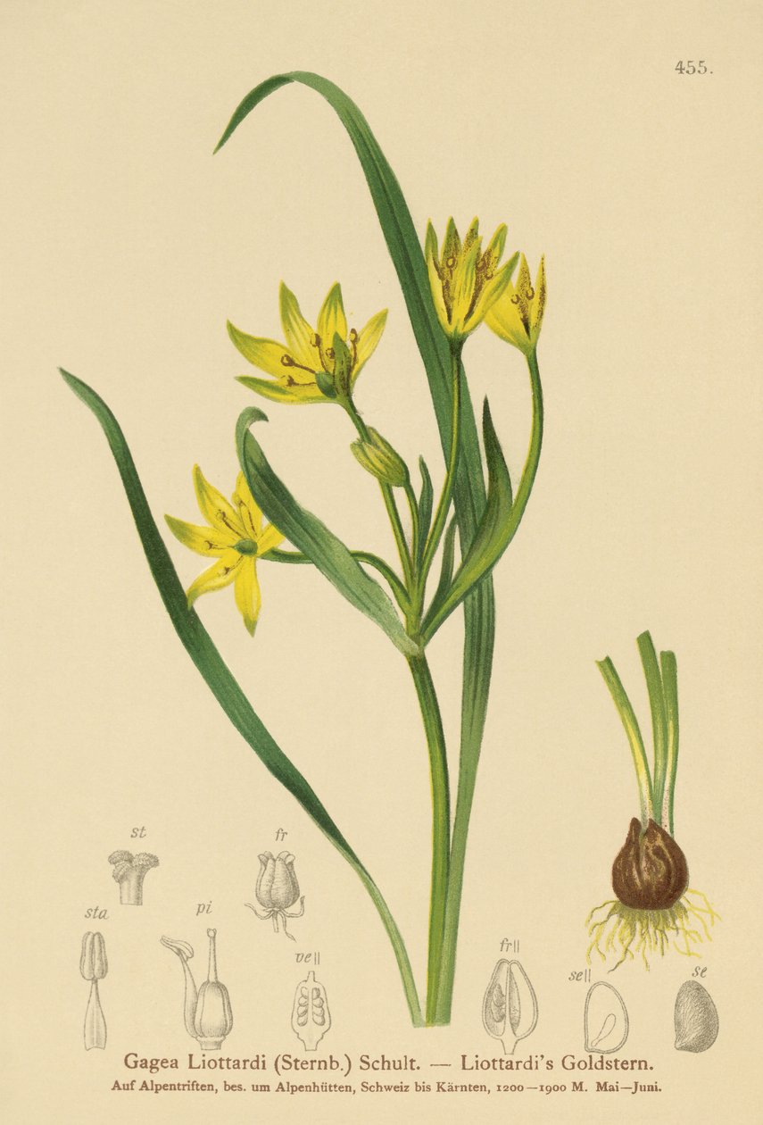 黄色伯利恒之星（Gagea Liottardi，Gagea lutea，Gagea fragifera，Ornithogalum最小变种fragiferum，Gagea fistulosa subsp.liotardii） 作者 德国学校