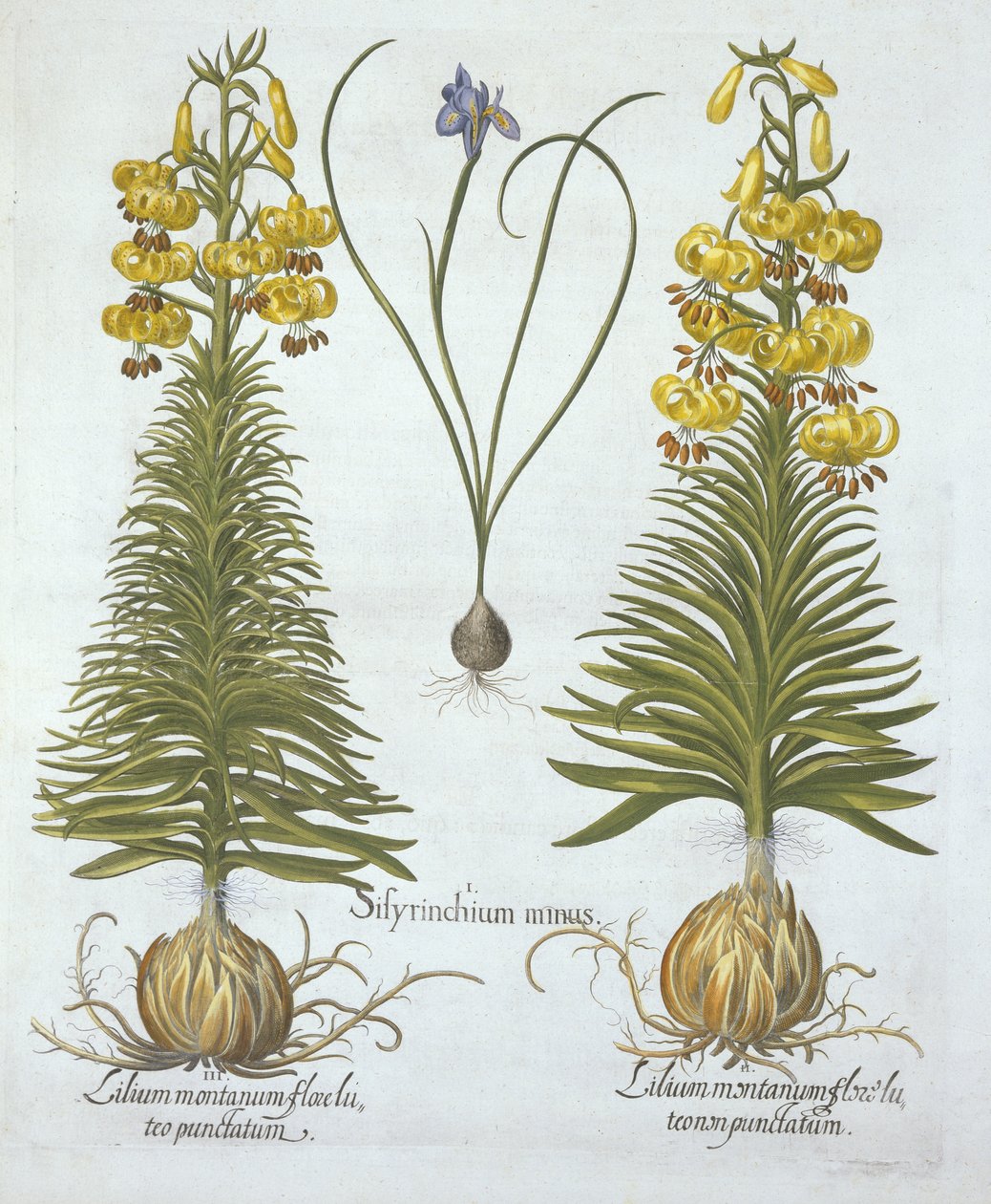 黄色土耳其百合与灯泡和矮蓝眼草，来自Hortus Eystettensis，由Basil Besler（1561-1629），酒吧。 1613（手工雕刻） 作者 德国学校