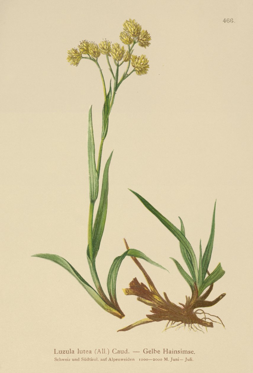 黄木蔺草（Luzula lutea） 作者 德国学校
