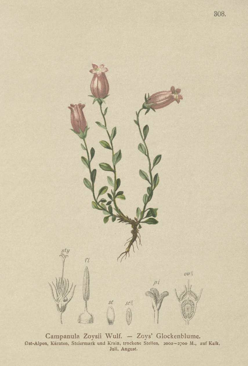 Zois Bellflower（Campanula Zoysii） 作者 德国学校
