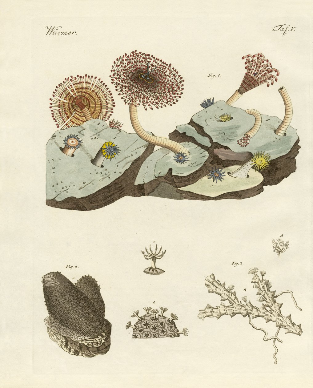 Zoophytes和动植物 作者 德国学校