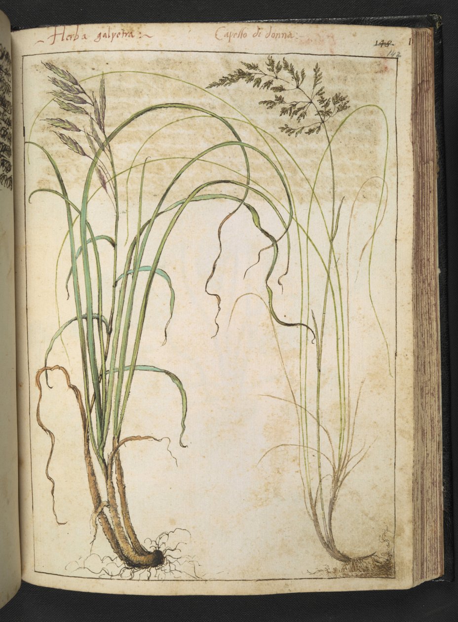 一种草本植物，选自杰拉尔多-西博的 "罗马国家植物画"，Add MS 22333，f142r，约 1564-84 年（纸面水彩和水粉画） 作者 赫拉尔多·西博