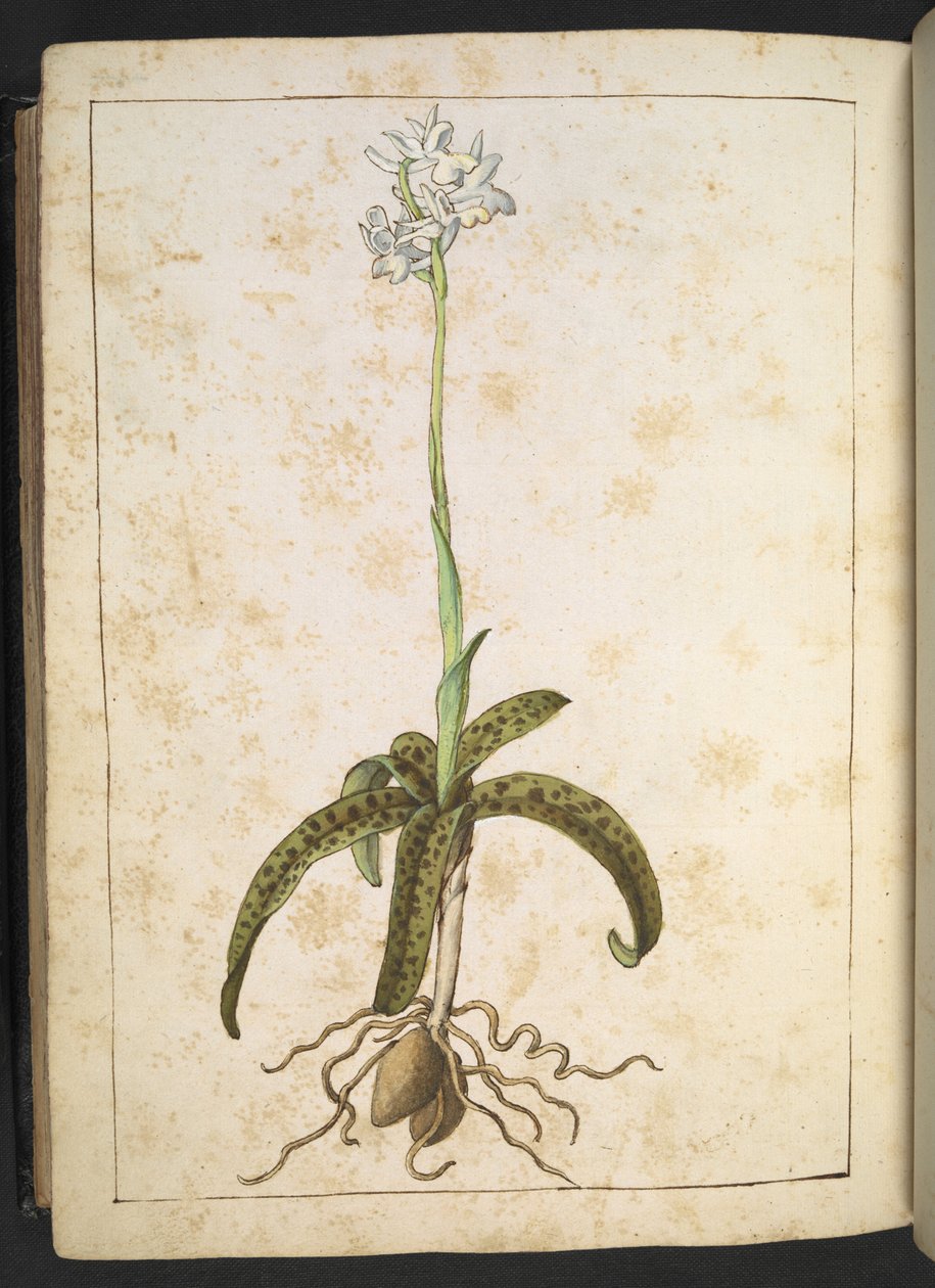 一株白色花瓣的植物，选自 Gherardo Cibo 的 "罗马国家植物画"，Add MS 22333，f173v，约 1564-84 年（纸面水彩和水粉画）。 作者 赫拉尔多·西博