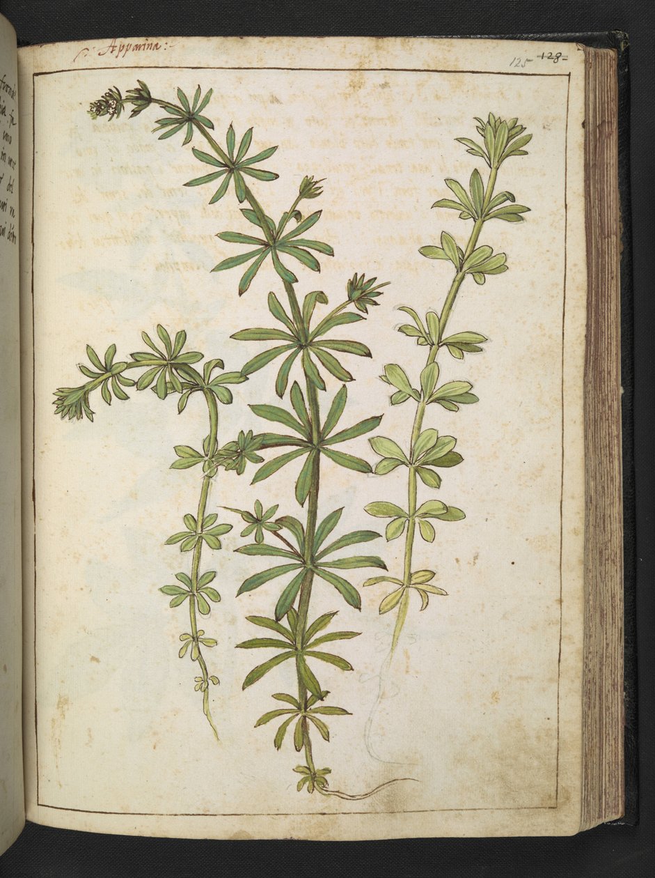 一种长着绿叶的植物，选自杰拉尔多-西博的 "罗马国家植物画"，Add MS 22333，f125r，约 1564-84 年（纸面水彩和水粉画）。 作者 赫拉尔多·西博