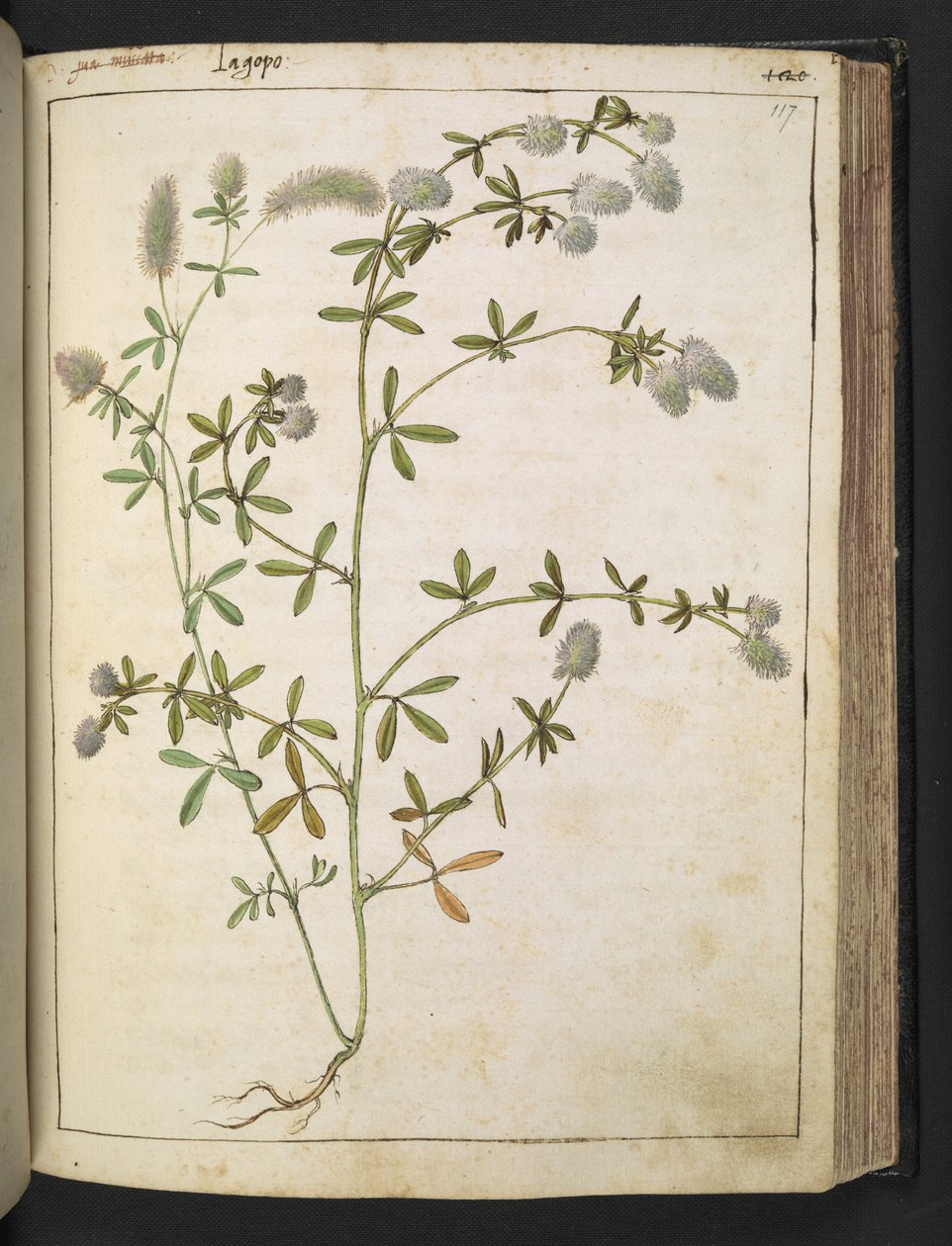 开白花的植物。选自 Gherardo Cibo 的 "罗马国家的植物画"，Add MS 22333，f117r，约 1564-84 年（纸面水彩和水粉画）。 作者 赫拉尔多·西博