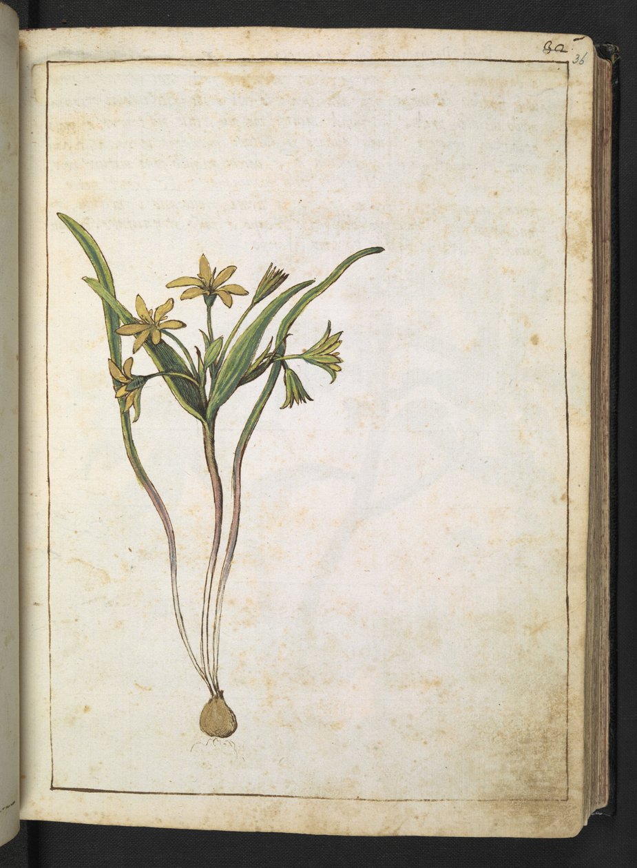 开着黄色花朵的植物，选自杰拉尔多-西博的 "罗马国家植物画"，Add MS 22333，f036r，约 1564-84 年（纸面水彩和水粉画） 作者 赫拉尔多·西博