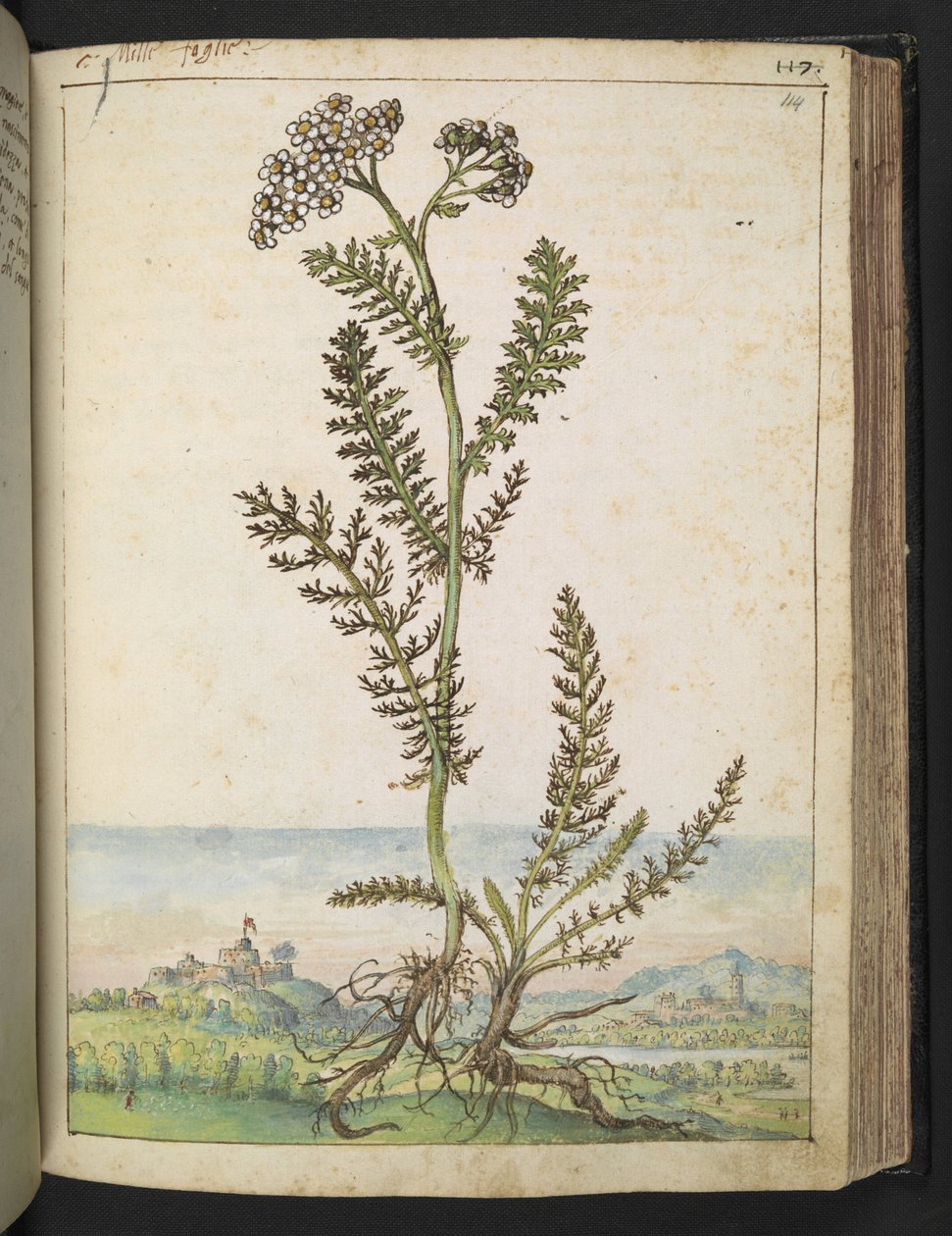 蓍草一种开白花的高大蕨类植物，选自 Gherardo Cibo 的 "罗马国家植物画"，Add MS 22333，f114r，约 1564-84 年（纸面水彩和水粉画） 作者 赫拉尔多·西博