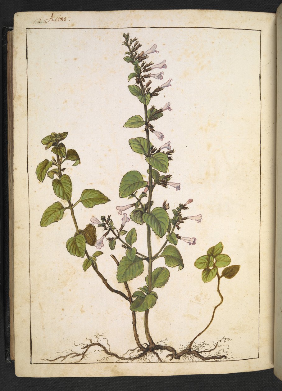 Aquinos，Clinopodium：多年生木本植物，开管状花，选自 Gherardo Cibo 的 "罗马国家植物图画"，Add MS 22333，f175v，约 1564-84 年（纸面水彩和水粉画）。 作者 赫拉尔多·西博