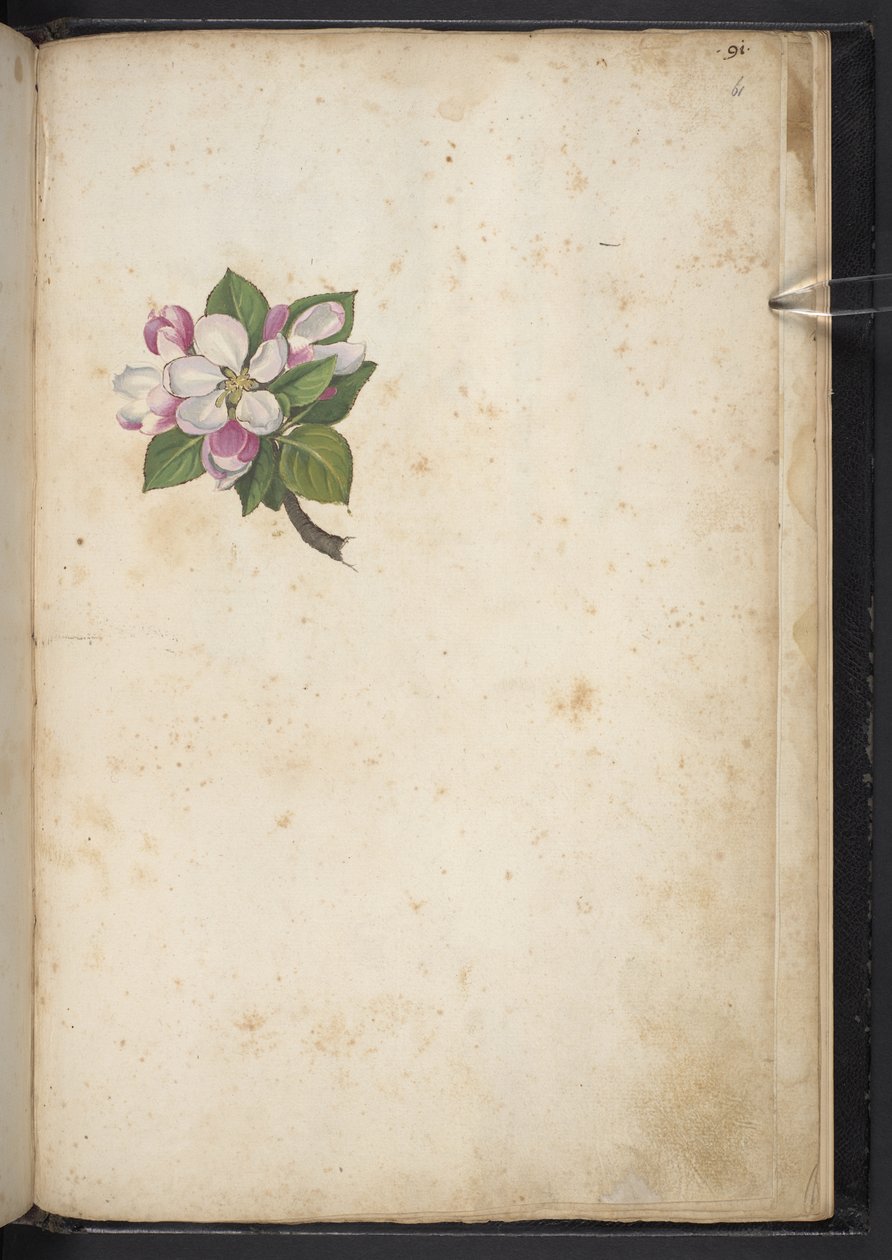 添加 MS 22333 f61r，《花朵》，选自《罗马国家植物画作》，约 1564-84 年（纸面水彩和水粉画） 作者 赫拉尔多·西博