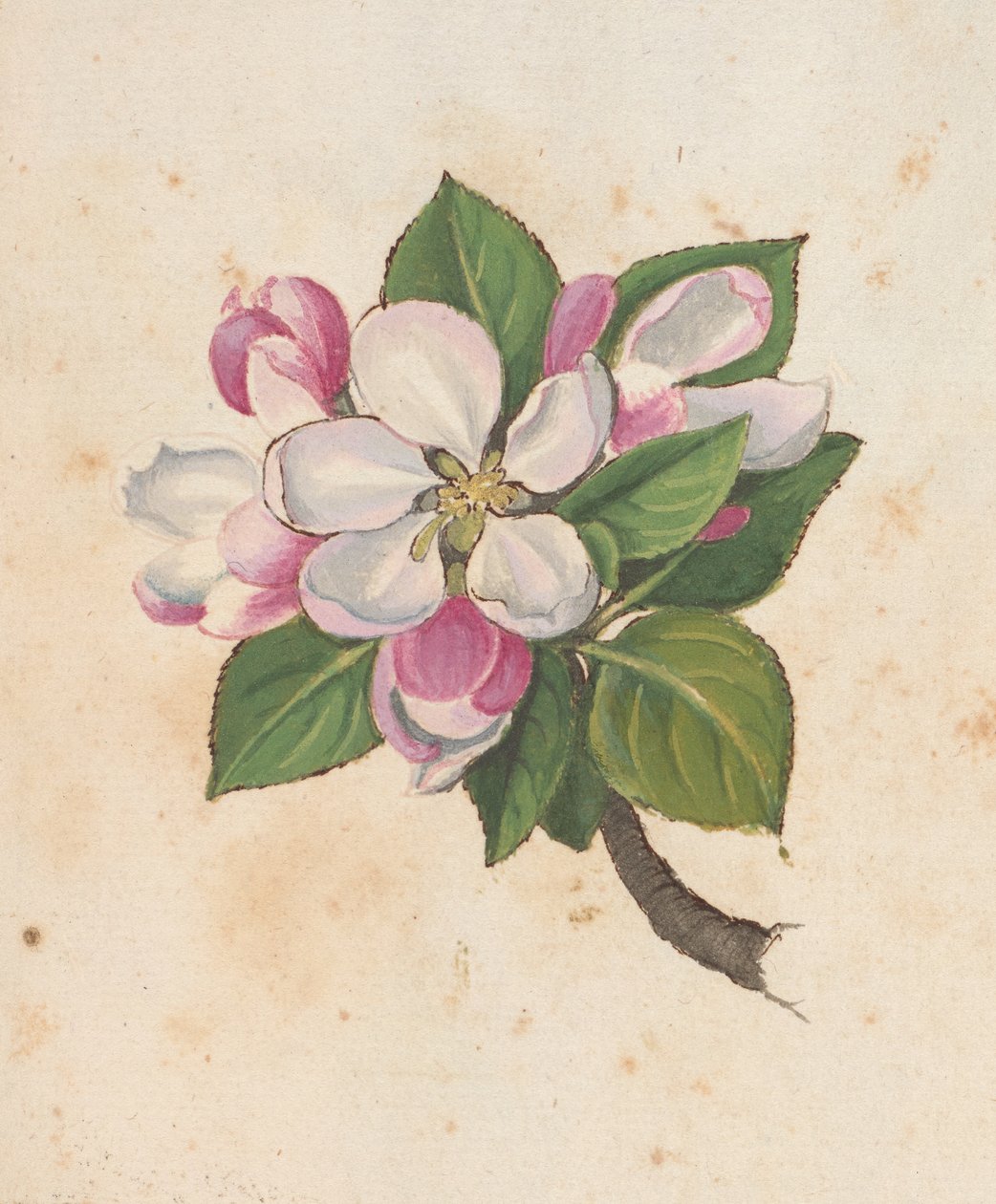 添加 MS 22333 f.61r，《花朵》，选自《罗马国植物画作》，约 1564-84 年（纸面水彩和水粉画） 作者 赫拉尔多·西博