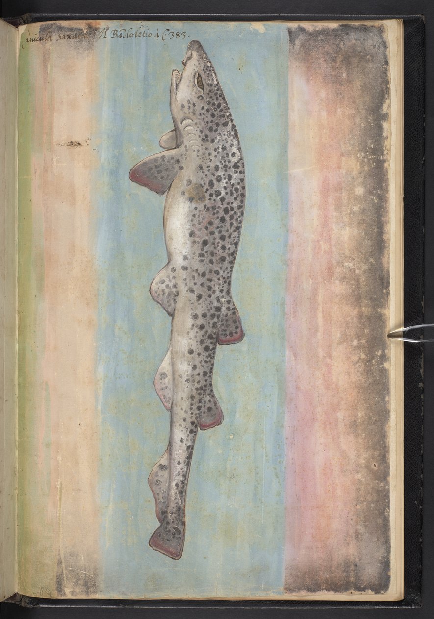 添加 MS 22333 f.66r，《鱼》，选自《罗马国家植物画作》，约 1564-84 年（纸面水彩和水粉画） 作者 赫拉尔多·西博