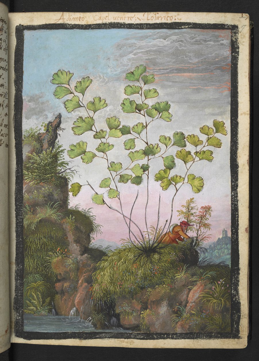 Adiantum capillus-veneris，选自 Gherardo Cibo 的 "罗马各州的植物画"，Add MS 22333，f017r，约 1564-84 年（纸面水彩和水粉画）。 作者 赫拉尔多·西博