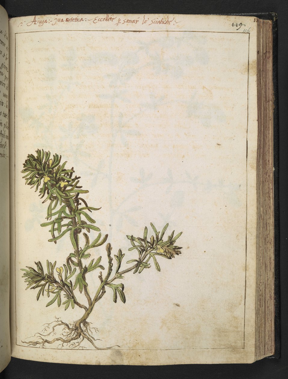 Ajuga chamaepitys：一种绿叶黄花的植物，选自 Gherardo Cibo 的 "罗马国家植物画"，Add MS 22333，f116r，约 1564-84 年（纸面水彩和水粉画） 作者 赫拉尔多·西博