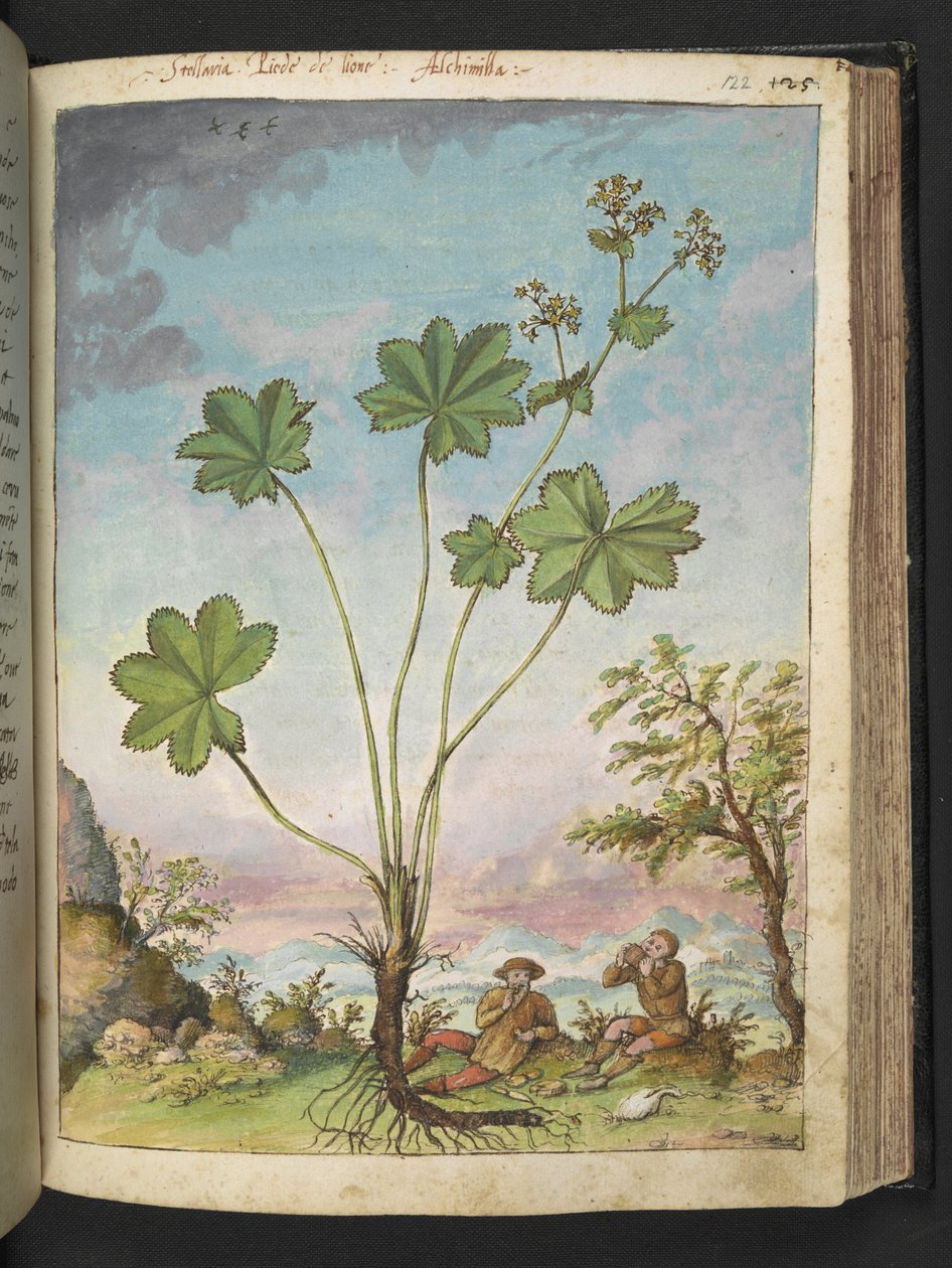 Alchemilla vulgaris（斗篷草），选自 Gherardo Cibo 的 "罗马各州的植物画"，Add MS 2233，f122r，约 1564-84 年（纸面水彩和水粉画） 作者 赫拉尔多·西博