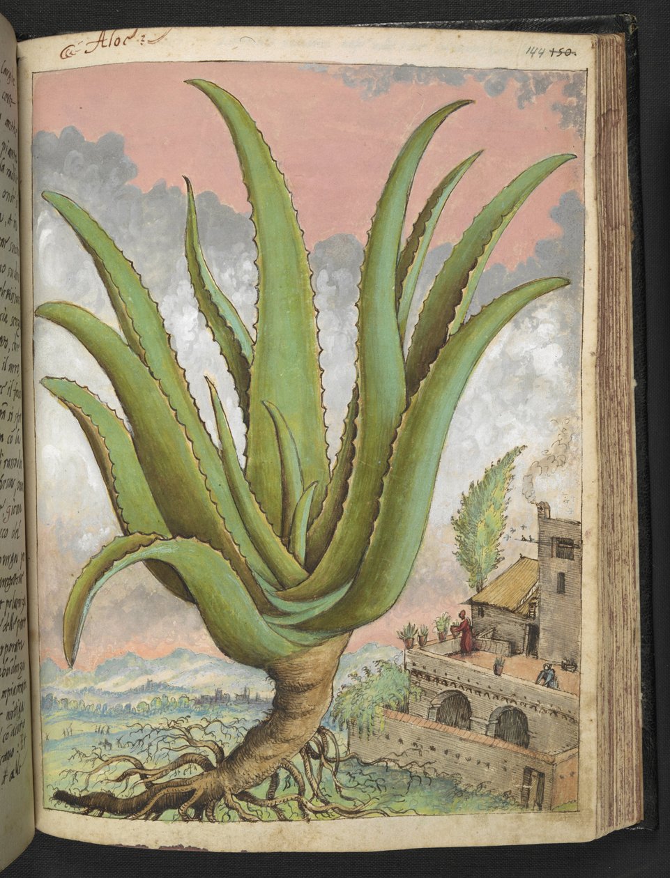 芦荟，选自 Gherardo Cibo 的 "罗马国家植物画"，Add MS 22333，f144r，约 1564-84 年（纸面水彩和水粉画） 作者 赫拉尔多·西博