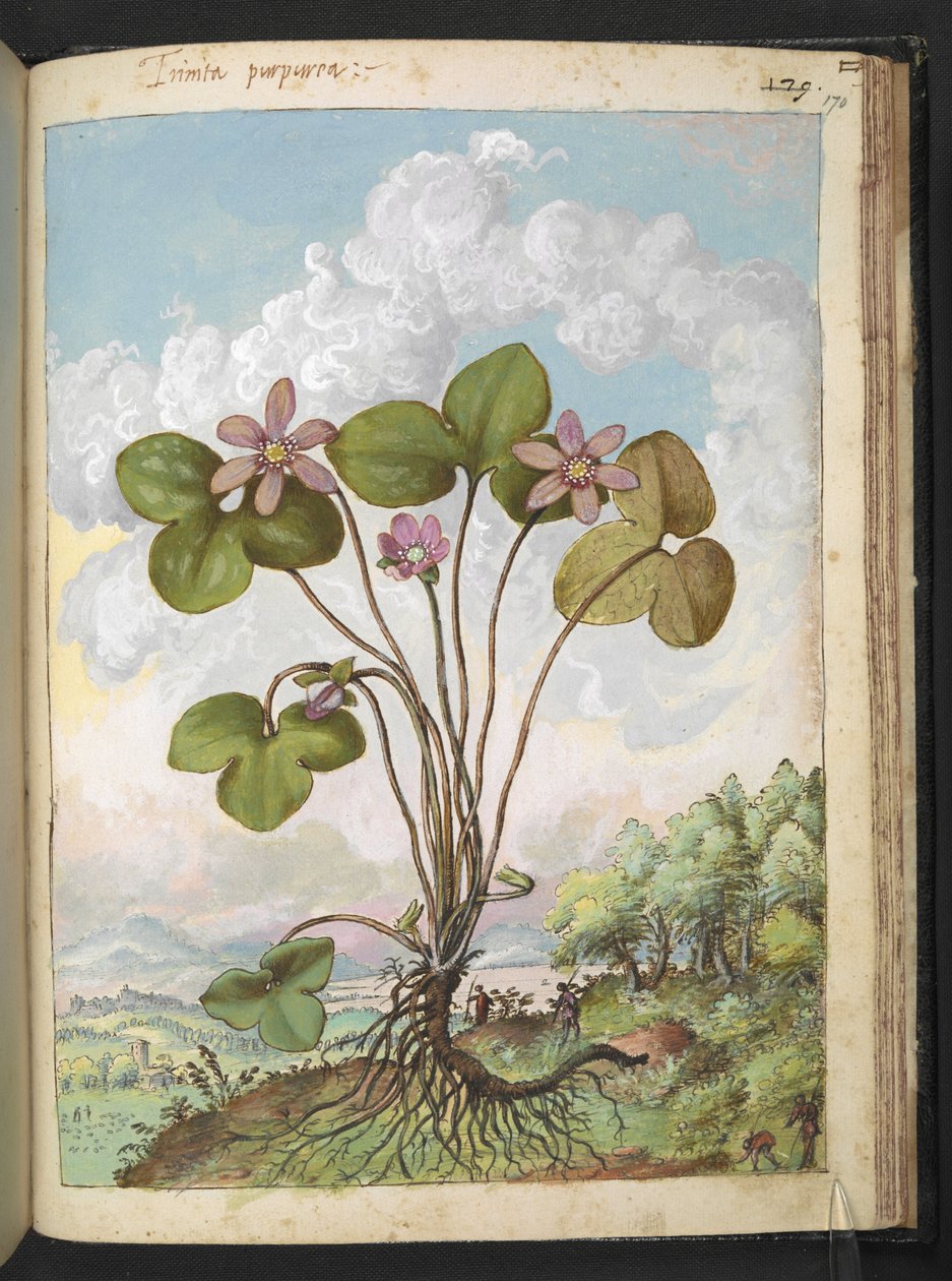 七叶一枝花粉红色花瓣的植物，选自 Gherardo Cibo 的 "罗马国家植物画"，Add MS 22333，f170r，约 1564-84 年（纸面水彩和水粉画） 作者 赫拉尔多·西博
