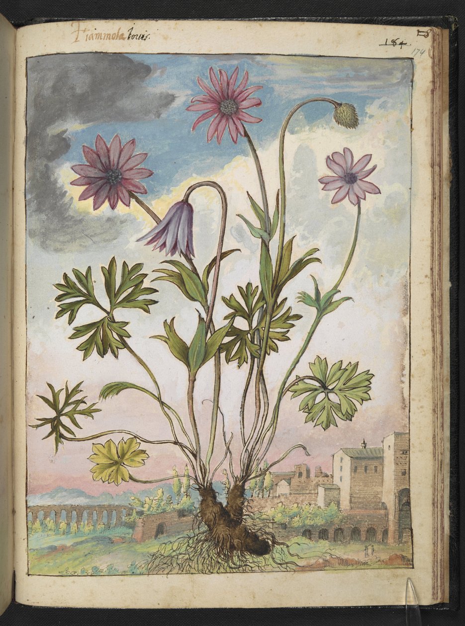 大花葵花，选自杰拉尔多-西博的 "罗马国家的植物画"，Add MS 22333，f174r，约 1564-84 年（纸面水彩和水粉画） 作者 赫拉尔多·西博