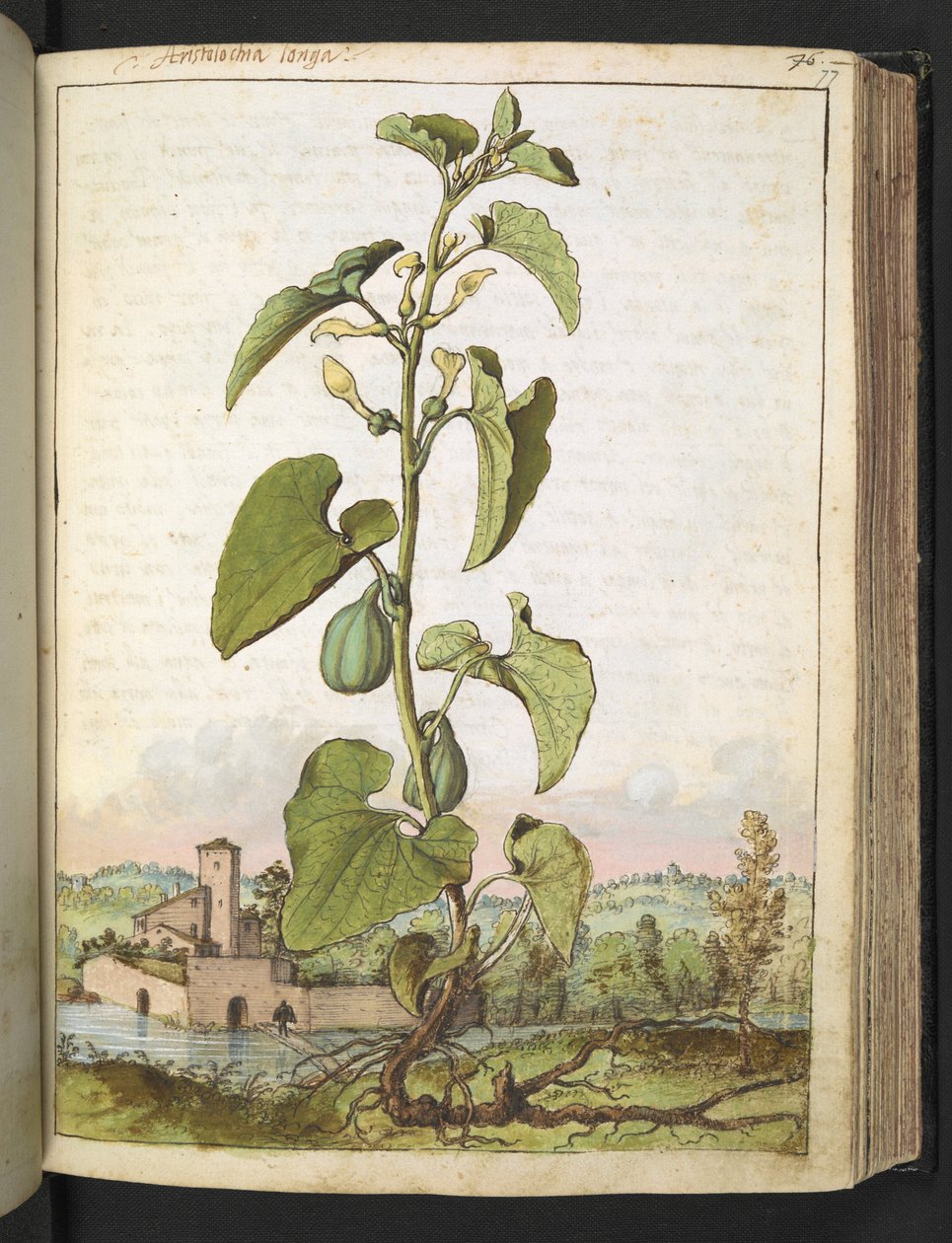 马兜铃，选自 Gherardo Cibo 的 "罗马国家的植物画"，Add MS 22333，f077r，约 1564-84 年（纸面水彩和水粉画）。 作者 赫拉尔多·西博