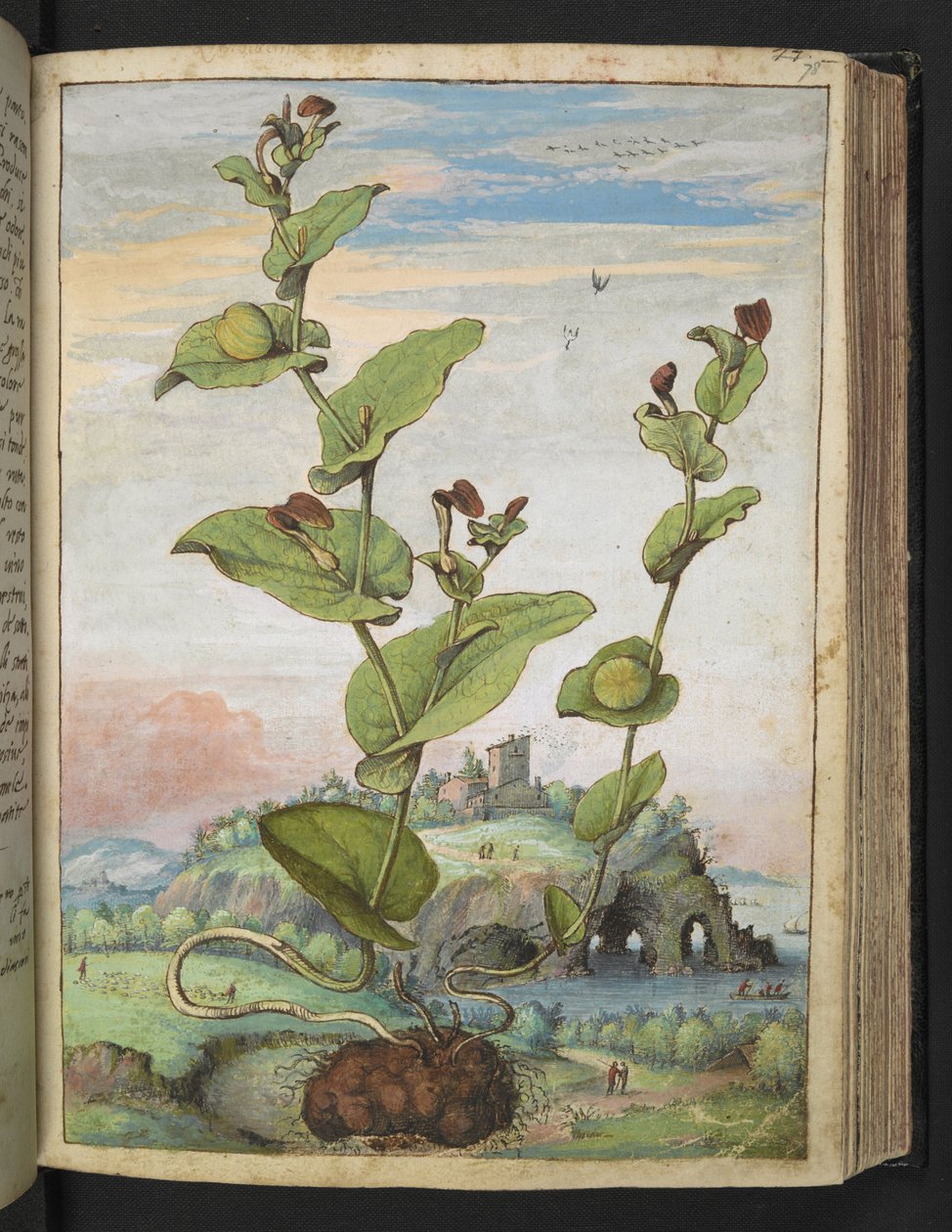 马兜铃：一种结果植物，选自 Gherardo Cibo 的 "罗马国家植物画"，Add MS 22333，f078r，约 1564-84 年（纸面水彩和水粉画） 作者 赫拉尔多·西博