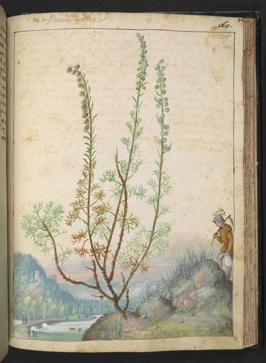 南木蒿，选自 Gherardo Cibo 的 "罗马各州的植物画"，Add MS 22333，f157r，约 1564-84 年（纸面水彩和水粉画 作者 赫拉尔多·西博