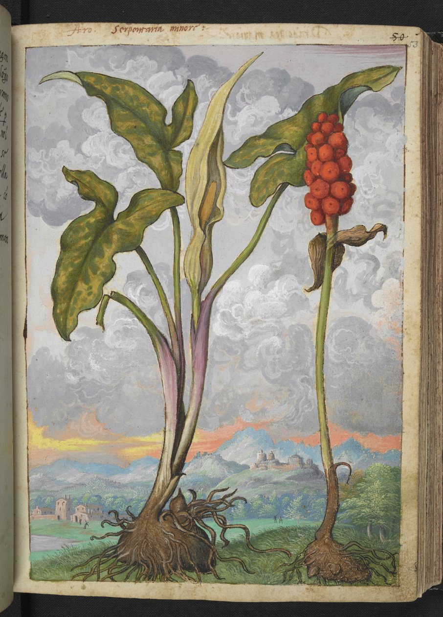 Arum italicum，选自 Gherardo Cibo 的 "罗马各州的植物画"，Add MS 22333，f053r，约 1564-84 年（纸面水彩和水粉画）。 作者 赫拉尔多·西博