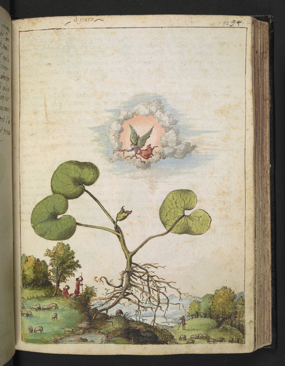 Asarum europaeum，选自 Gherardo Cibo 的 "罗马各州的植物画"，Add MS 22333，f092r，约 1564-84 年（纸面水彩和水粉画）。 作者 赫拉尔多·西博