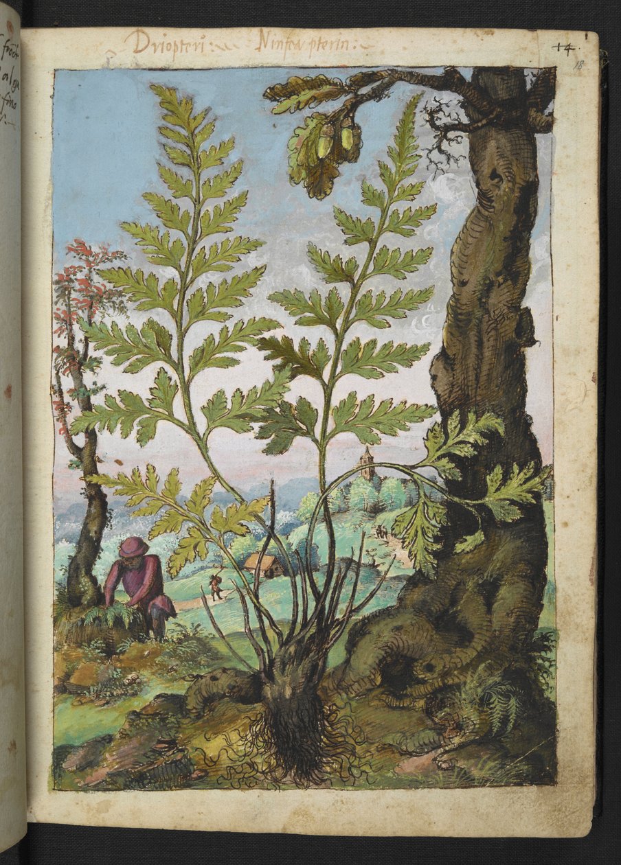 Asplenium adianthum nigrum，选自 Gherardo Cibo 的 "罗马国家植物画作"，Add MS 22333，f018r，约 1564-84 年（纸面水彩和水粉画）。 作者 赫拉尔多·西博